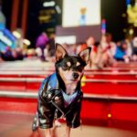 Chipin Dog Guide: The Perfect Small Dog for NYC Apartment Living & Travel