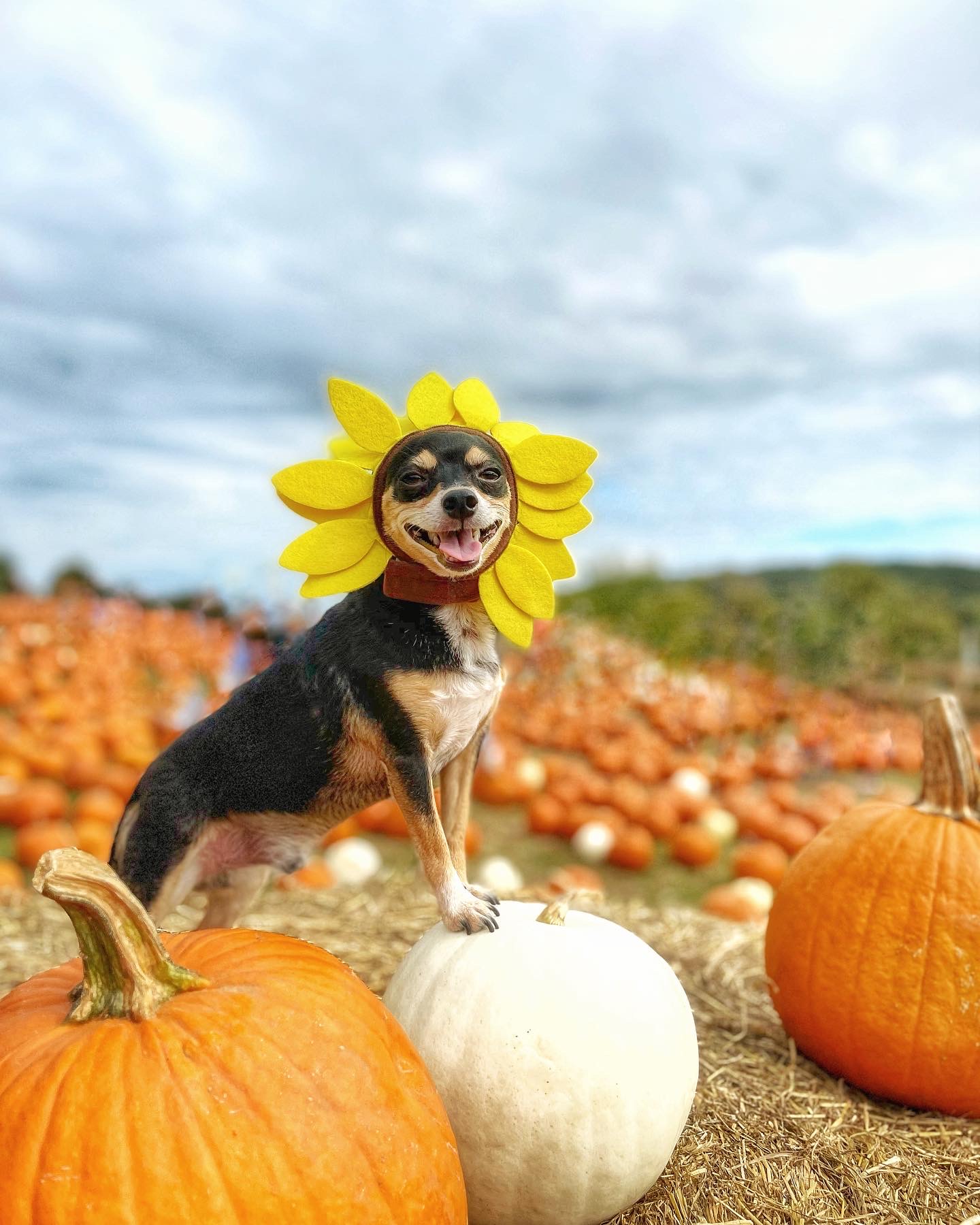 Dog-Friendly Fall Farm Guide: Pumpkin Patches & Apple Picking Near NYC