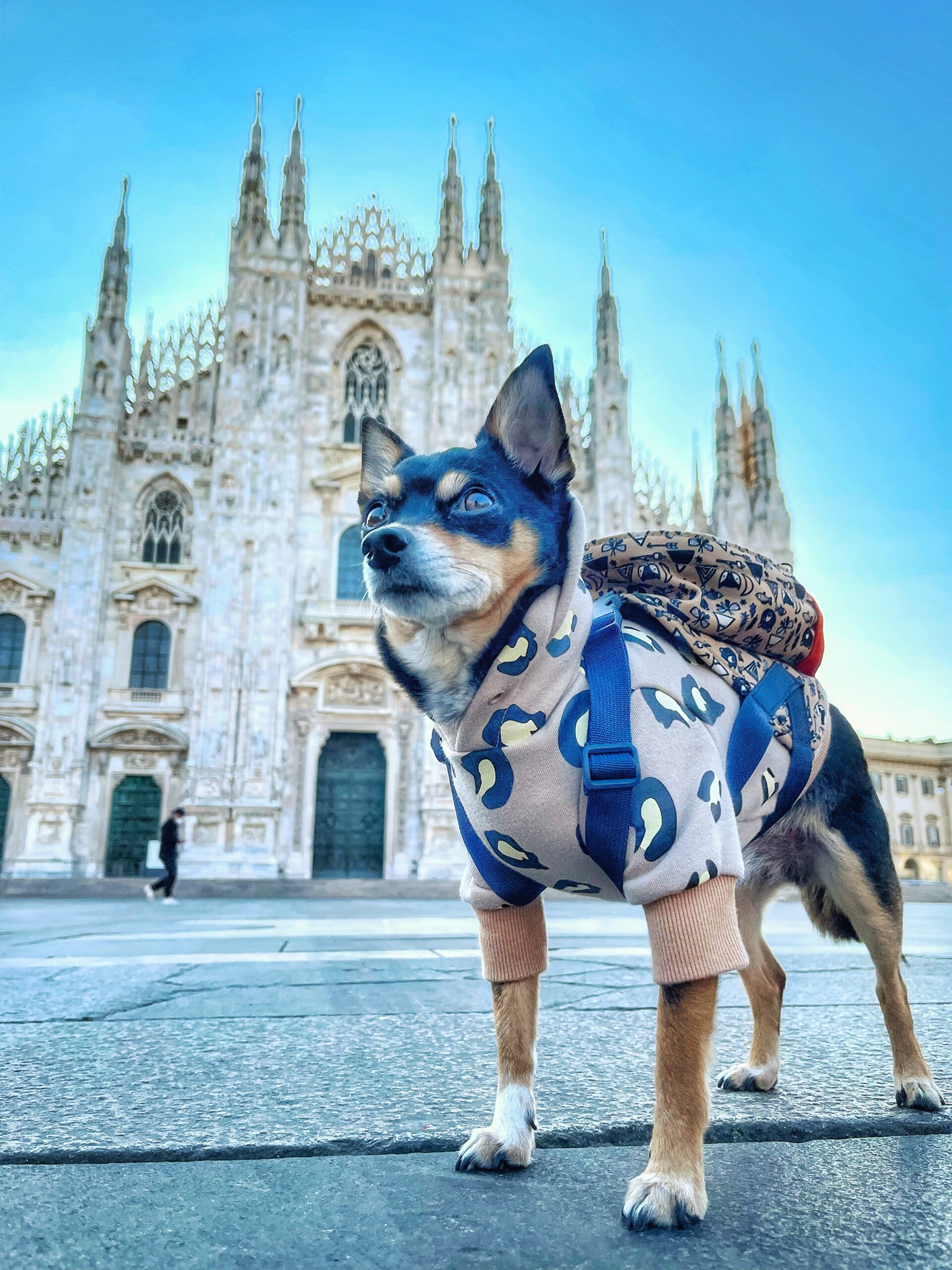 Spring in Milan: The Pet-Friendly Travel Guide: 5 Day Itinerary near the Duomo