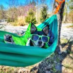 Pet-Friendly Camping in Virginia: 5-Day Dog-Friendly Shenandoah Valley Itinerary