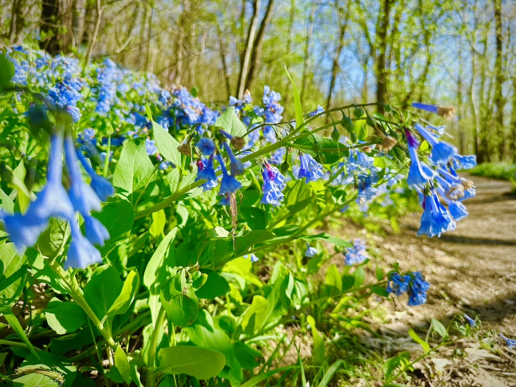 Virginia Bluebells Bloom Schedule: Best Pet-Friendly Spots in the Northeast