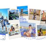 The Ultimate Pet Travel Guide – How to Travel to Europe with a Pet without the stress