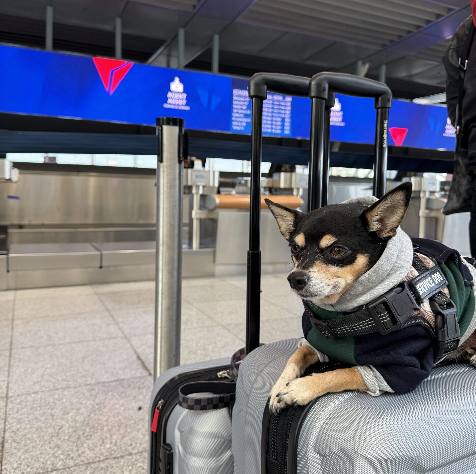 Best U.S. Airlines That Allow Dogs in Cabin: 2026 Pet and Service Animal Policies, Fees & Rules Explained