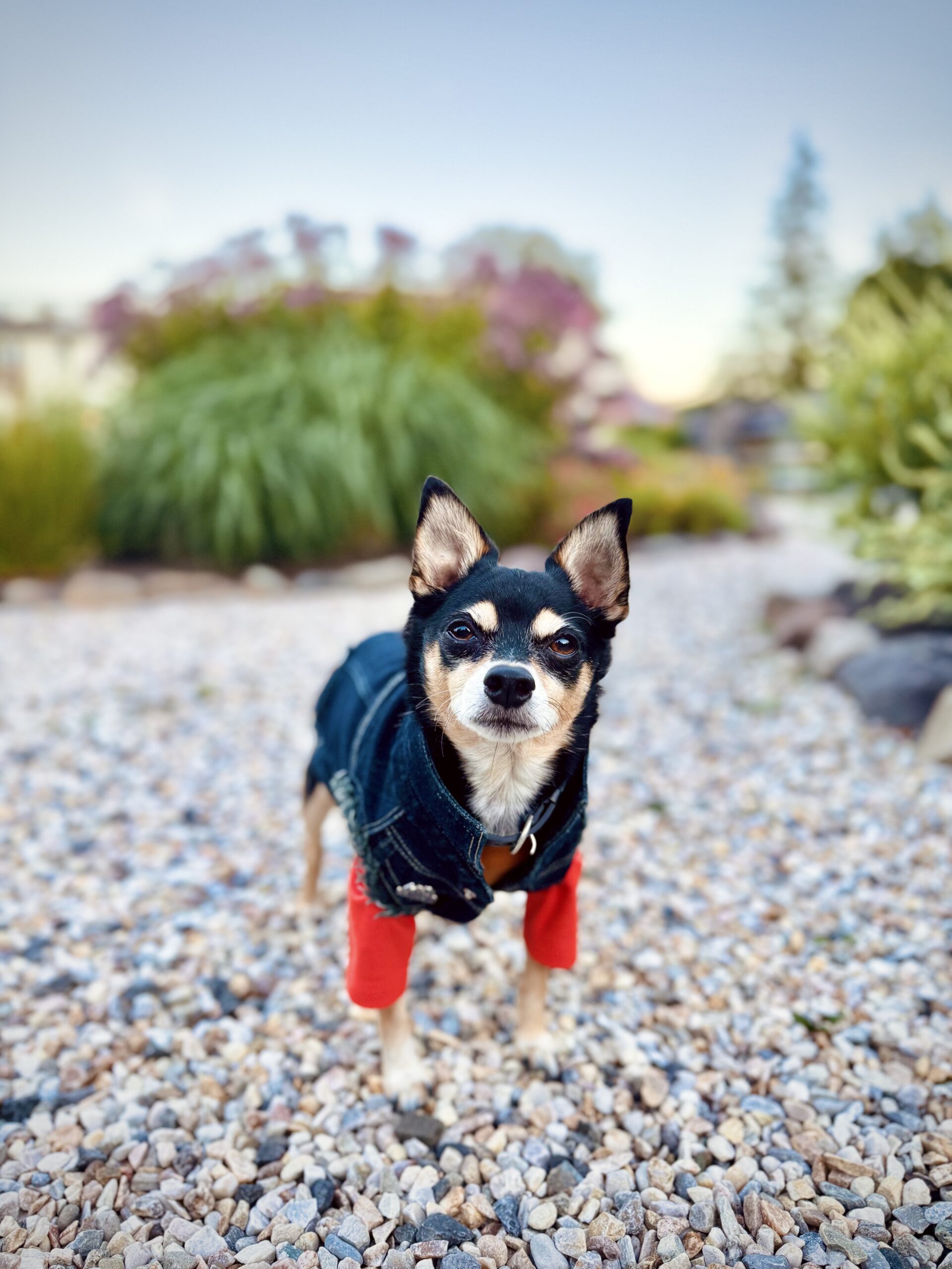 Dog-Friendly Catskills Travel Guide: A Romantic Weekend Escape from NYC