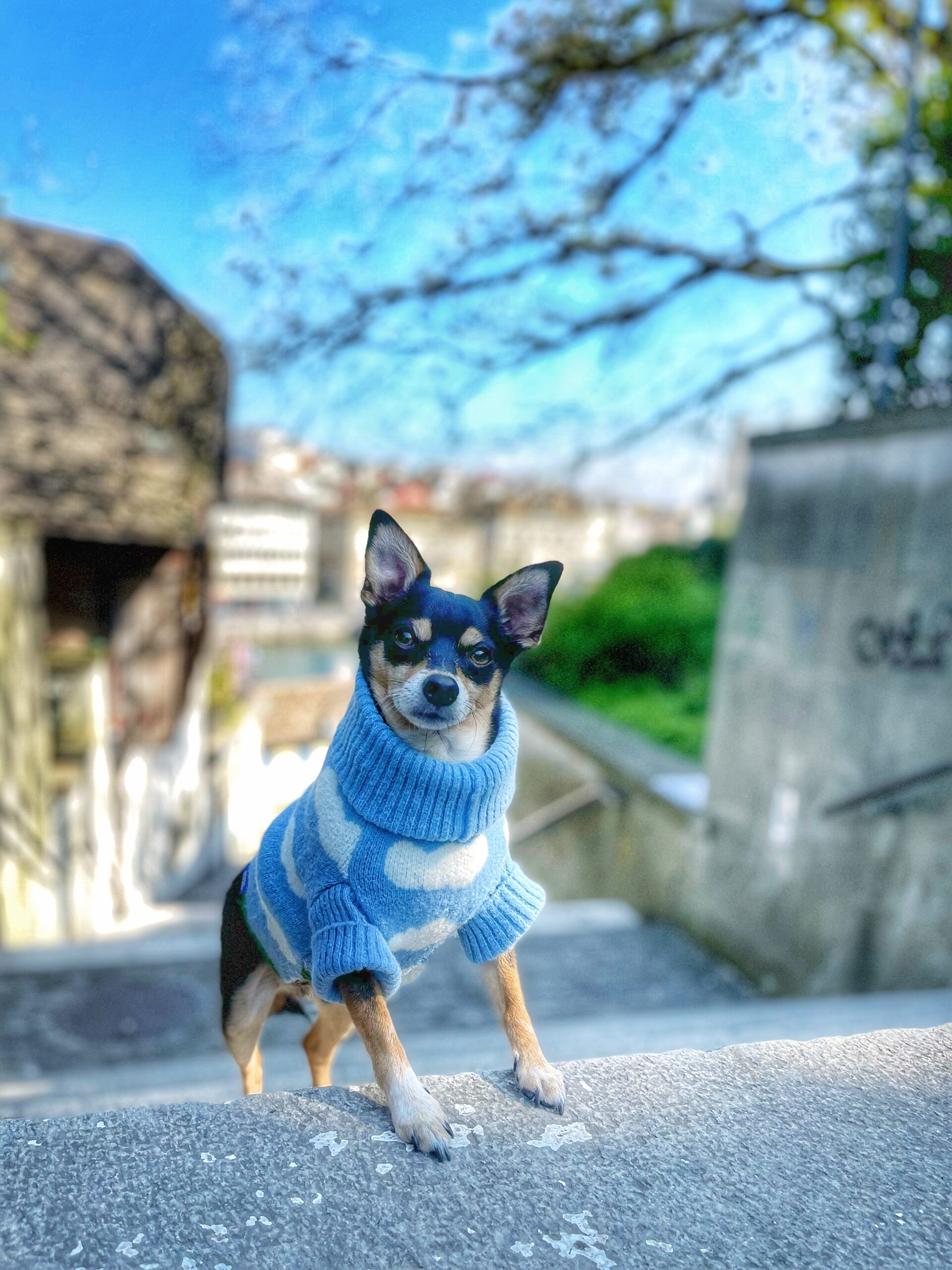 Dog-Friendly Zurich: The Ultimate Travel Guide for Visiting Switzerland With Your Dog 🐾