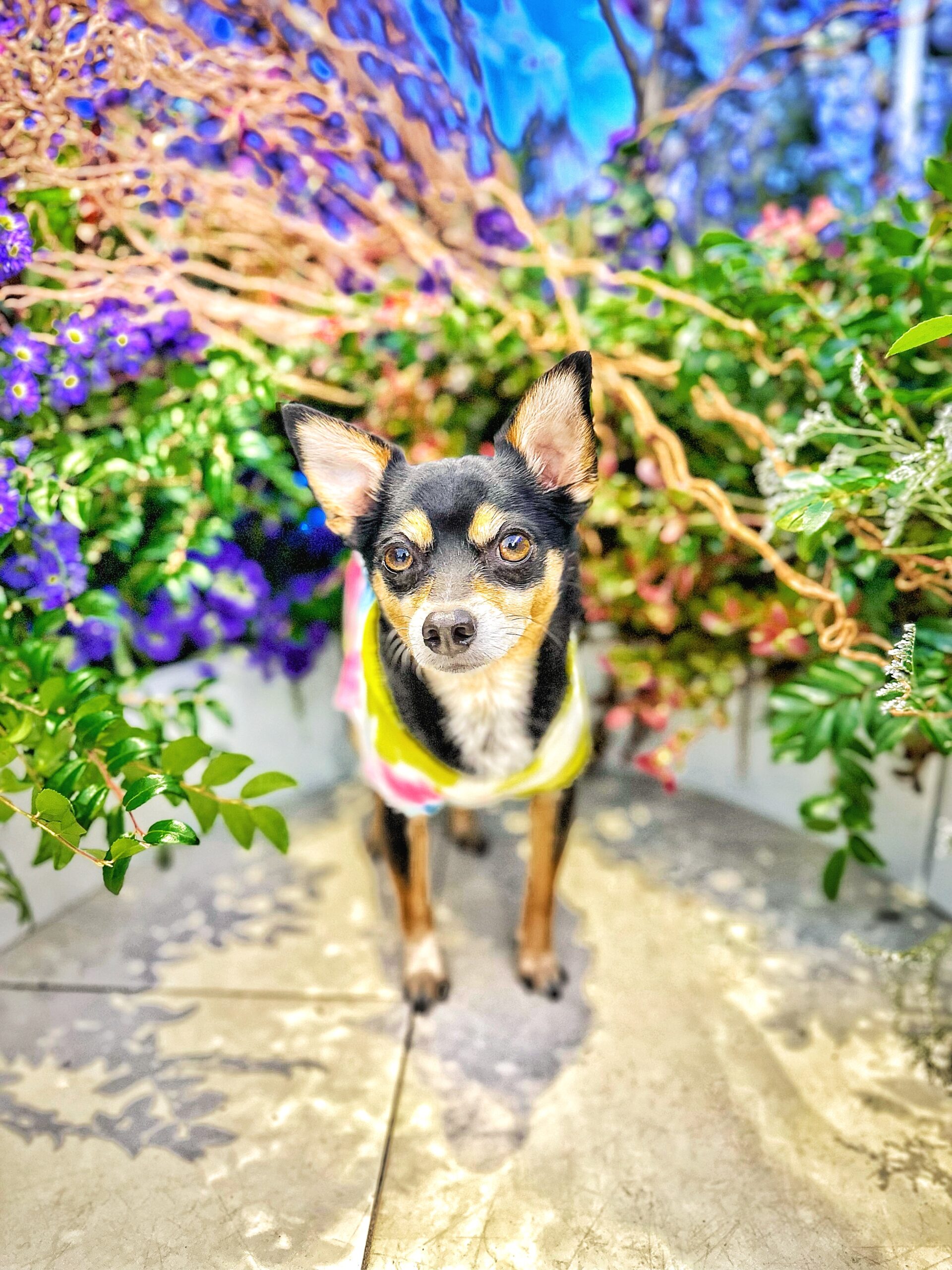 Dog Seasonal Allergies: Our Story & Natural Solutions That Worked (2026 Guide)