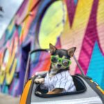 Bushwick Collective Block Party 2026: Dog-Friendly NYC Street Art Festival Guide