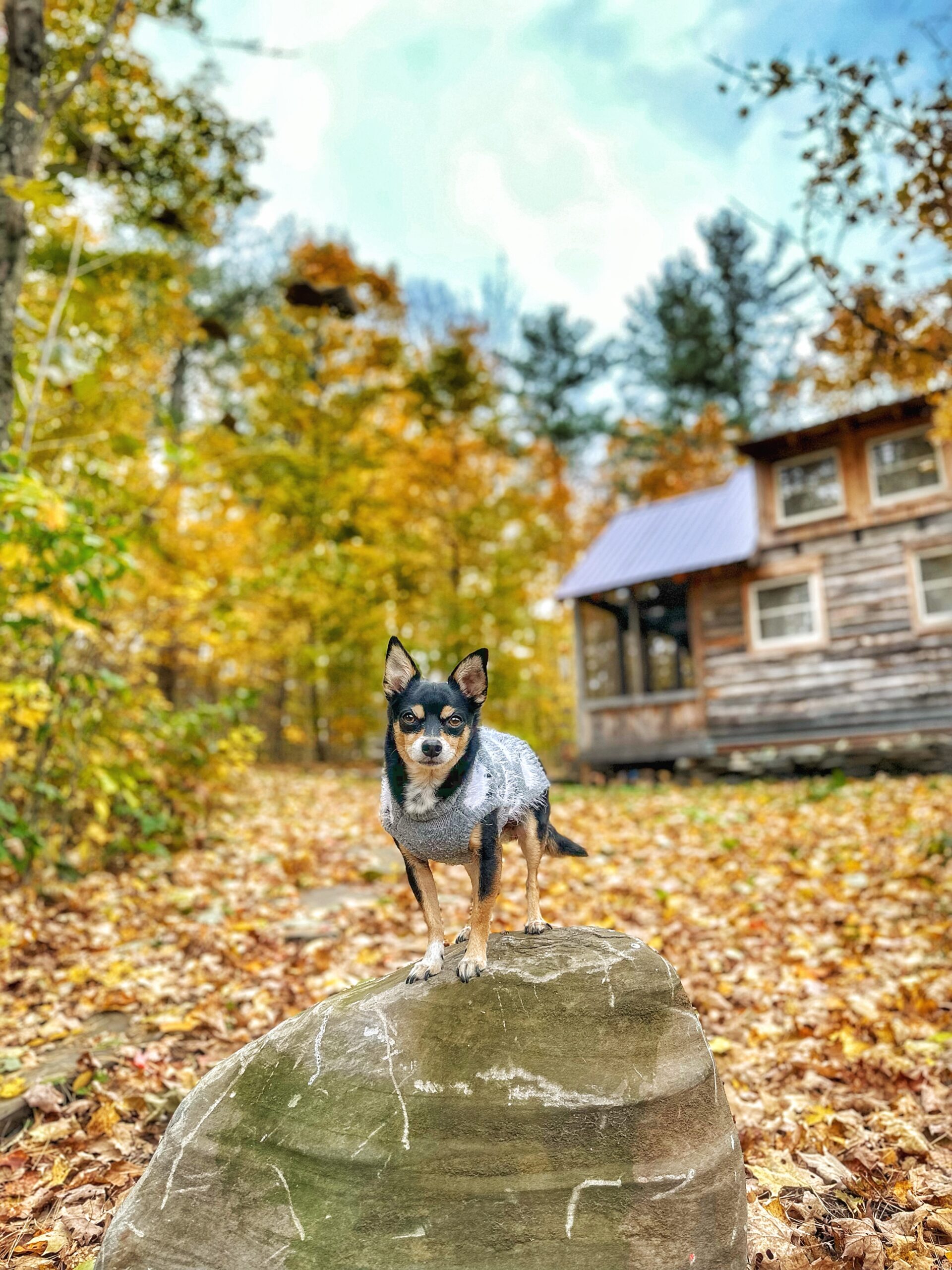 The Ultimate 13-Day  Pet-Friendly Fall Foliage Road Trip in Vermont