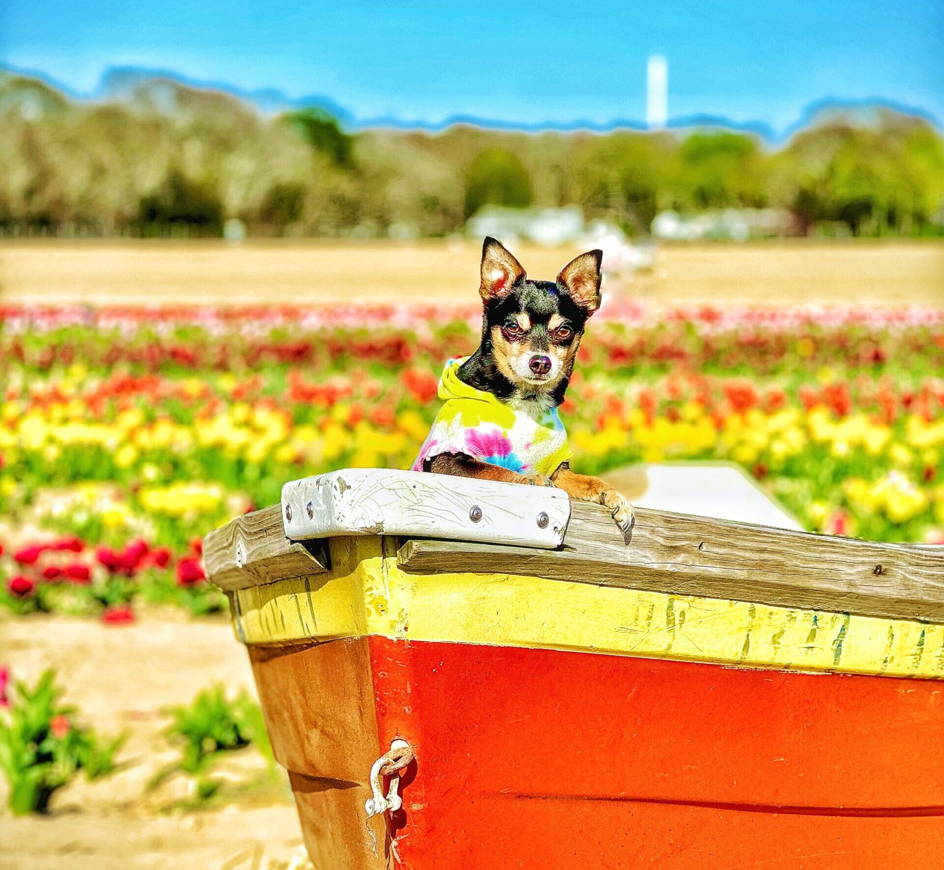 NYC Bloom Calendar:  Pet-Friendly Flower Adventures Every Month (Secret Spots Included!)