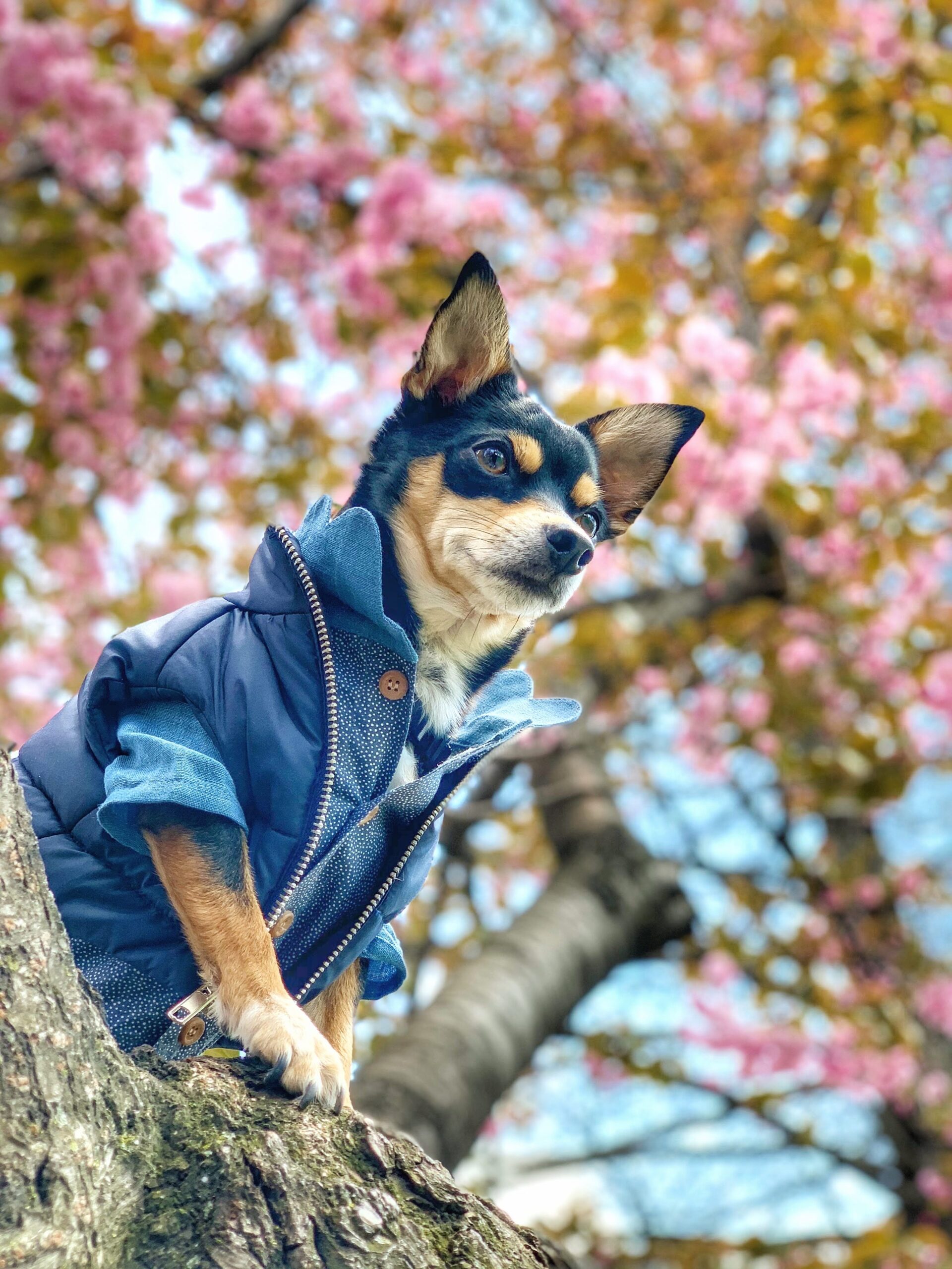 Local’s Guide to NYC Cherry Blossoms: Pet-Friendly Walks & Hidden Spots in Every Borough
