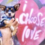 Explore NYC Like a Local: 19 Must-Visit Street Art Locations in New York City to take your dog!