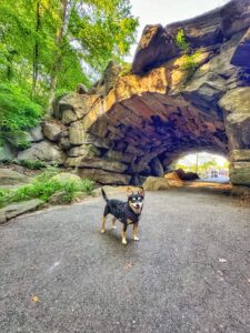 Chance at Ravine, Central Park NYC