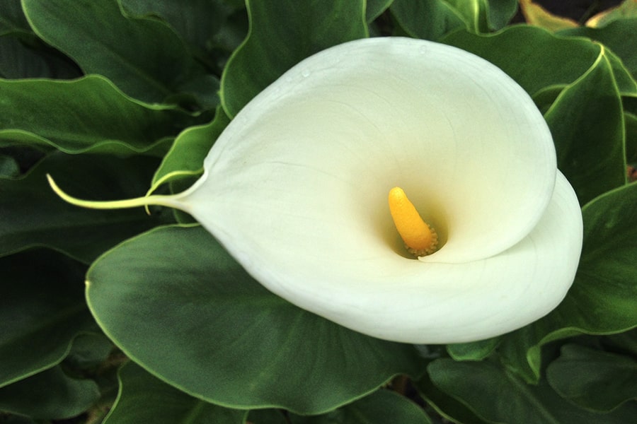 Calla Lilies