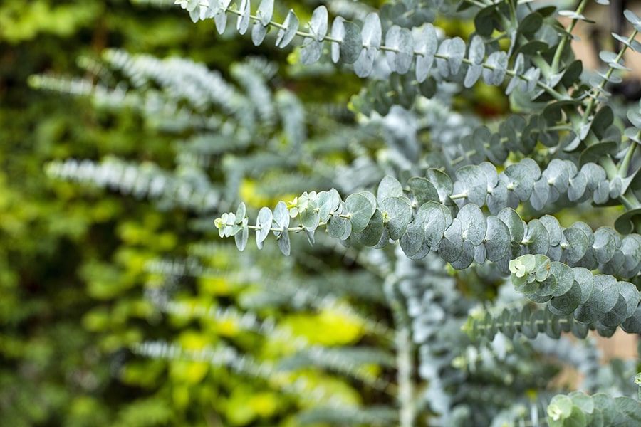 Eucalyptus plant