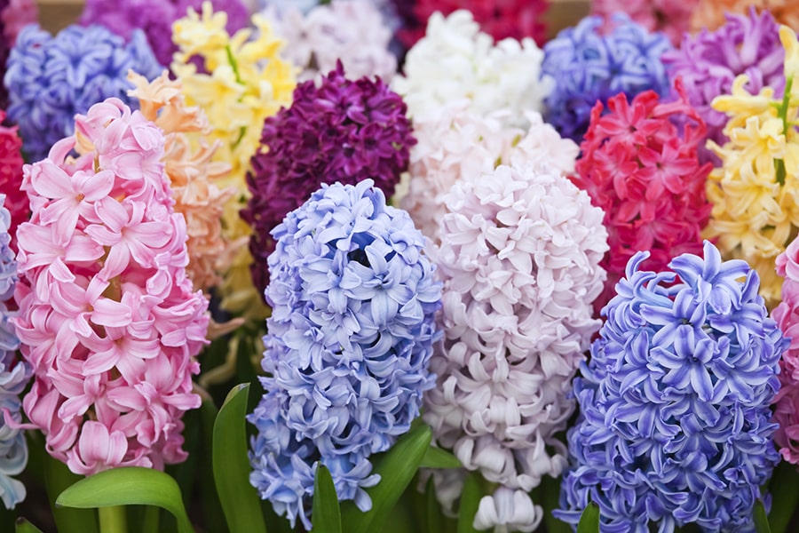 Hyacinth plant