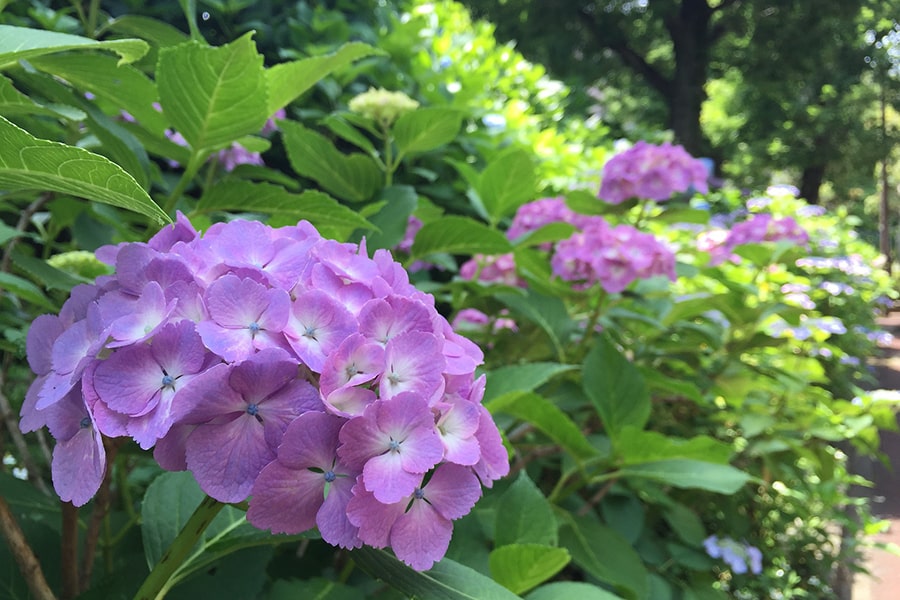 Hyacinth plant