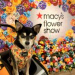 Macy’s Flower Show 2026 NYC: Visit With Your Dog this Spring!