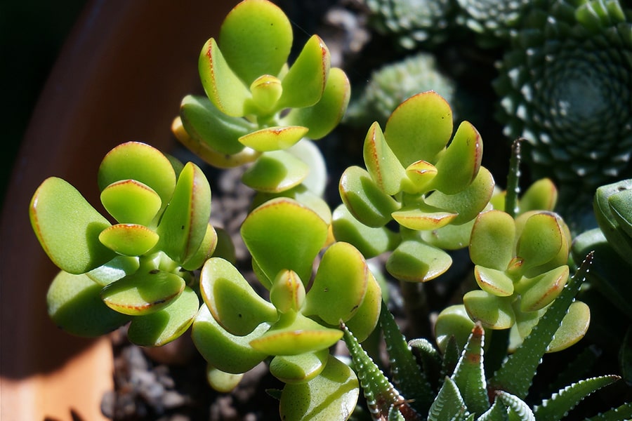 Jade plant