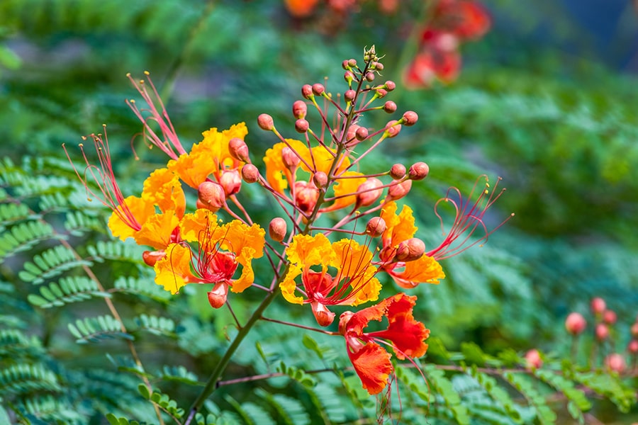 Mexican bird of paradise plant