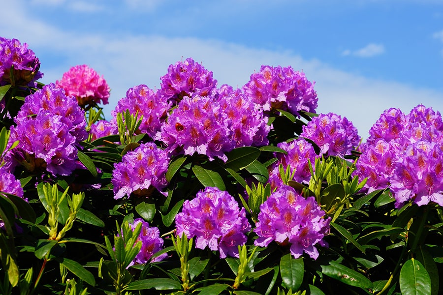 Rhododendrons plant