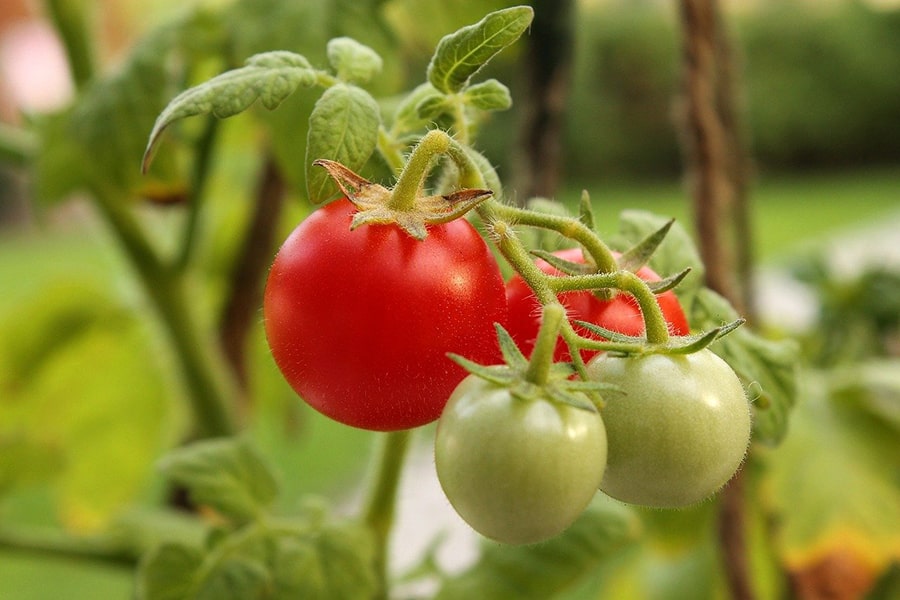 Tomato plants