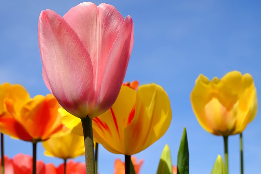 Tulips plant