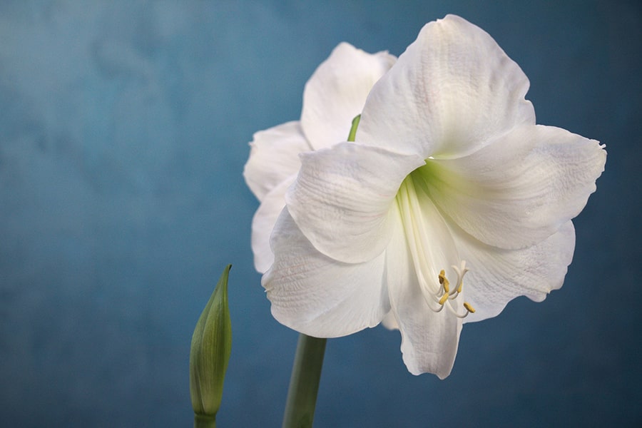 amaryllis flowers
