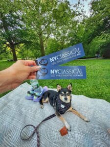 Tri colored chihuhuahua mix posing with tickets from the NY Classical Theatre - Shakespeare in the Park series for summer