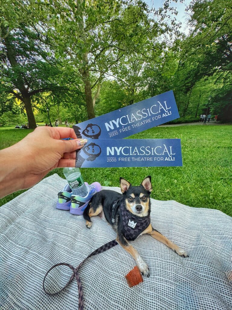Tri colored chihuhuahua mix posing with tickets from the NY Classical Theatre - Shakespeare in the Park series for summer