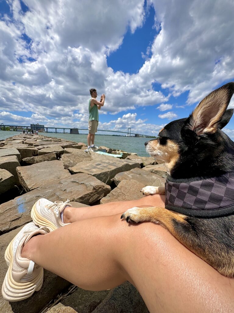 tri color chihuahua mix sitting on his human lap and looking over at his other human all sitting on rock jetty in Little Bay Bridge Pier, Queens NY