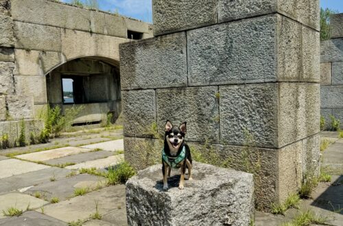 tri color chihuahua mix sitting on his human lap and looking over at his other human all sitting on rock jetty in Little Bay Bridge Pier, Queens NY