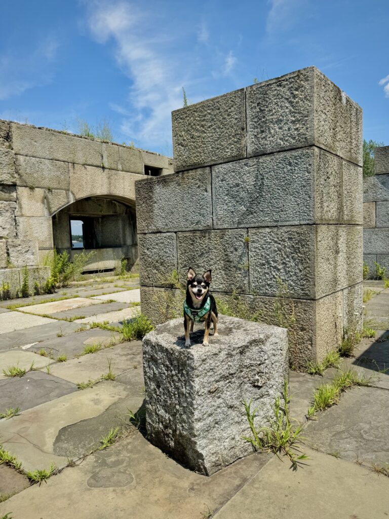 tri color chihuahua mix sitting on his human lap and looking over at his other human all sitting on rock jetty in Little Bay Bridge Pier, Queens NY