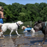 NYC’s Only Dog Beach Is Hidden Inside Brooklyn’s Most Famous Park — And It’s the Ultimate Summer Spot for All Dogs!