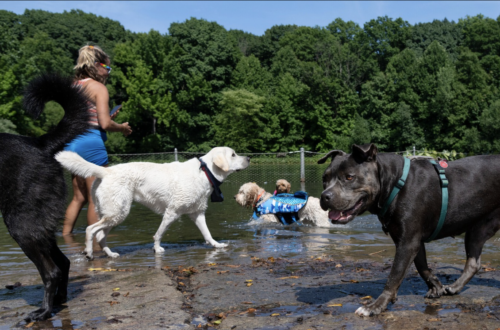 Dogs splashing around a watering hole and having fun at Prospect Park Dog Beach in Brooklyn, NY.