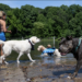 Dogs splashing around a watering hole and having fun at Prospect Park Dog Beach in Brooklyn, NY.