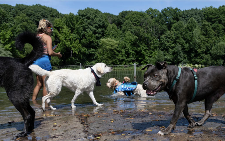 Dogs splashing around a watering hole and having fun at Prospect Park Dog Beach in Brooklyn, NY.