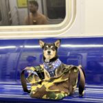 Traveling to NYC With a Dog: 16 Mistakes Every Dog Parent Should Avoid